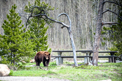 how-to-avoid-unwanted-wildlife-encounters-while-camping