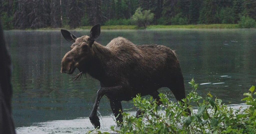 bowron-lake-wildlife