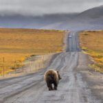 yukon-the-dempster-highway-road-trip-1