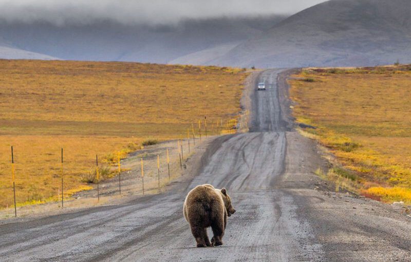 yukon-the-dempster-highway-road-trip-1