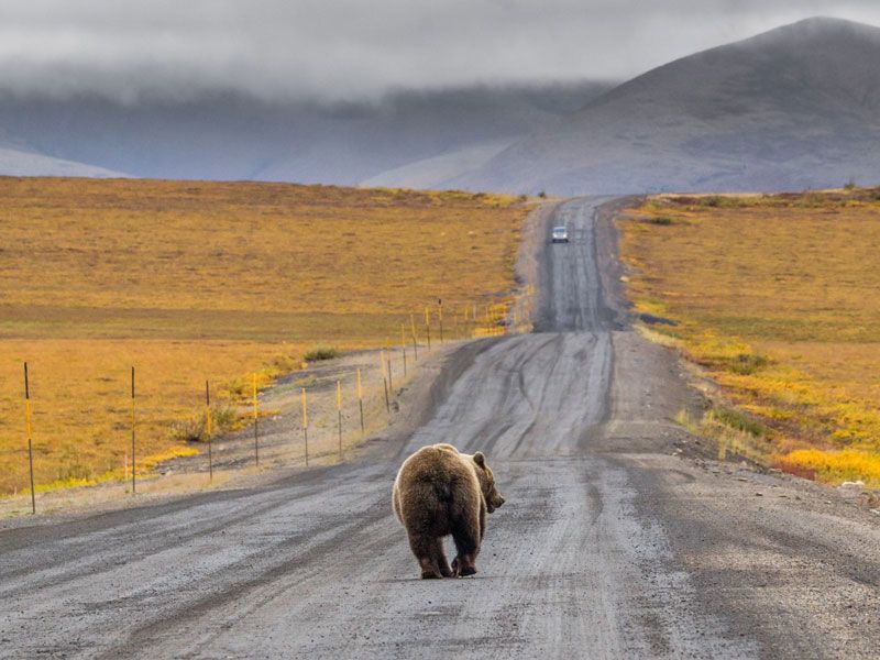 yukon-the-dempster-highway-road-trip-1