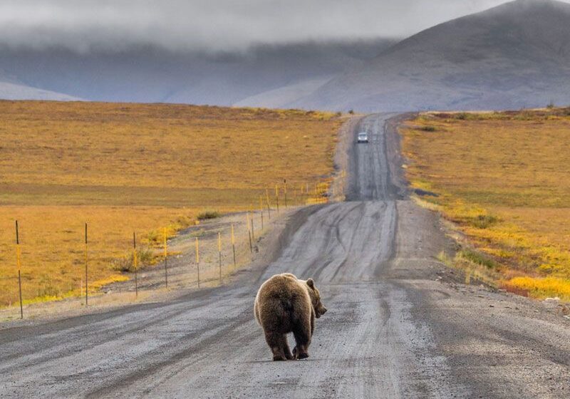 yukon-the-dempster-highway-road-trip-1